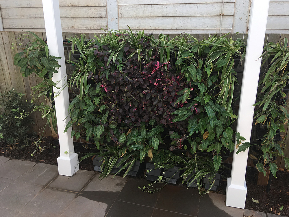 Painted White Pergola set into the new green wall on the boundary.