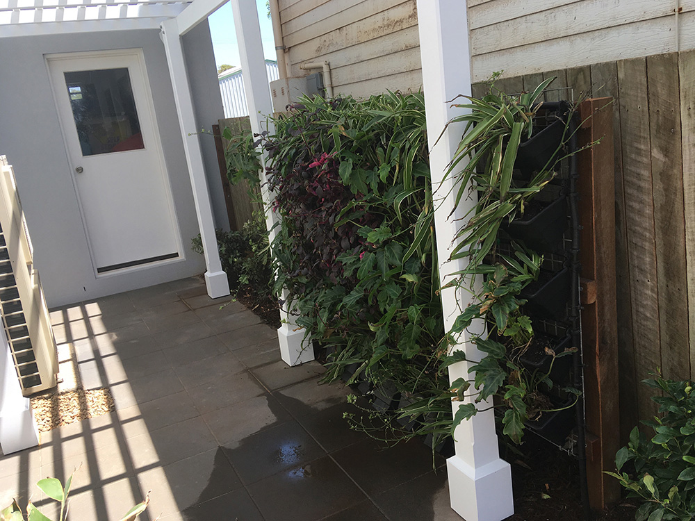 White Pine Pergola garden feature set against the green wall on the side boundary.